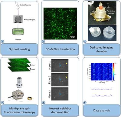 Spontaneous Activity Characteristics of 3D “Optonets”